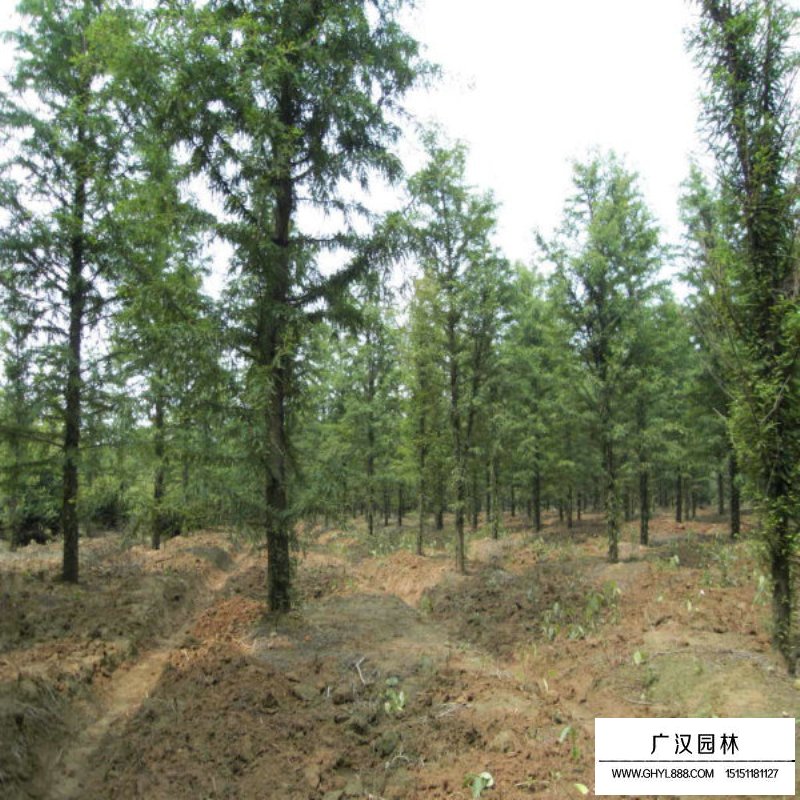 水杉的成長(zhǎng)之旅，樹苗的價(jià)格與勵(lì)志之旅的交織。