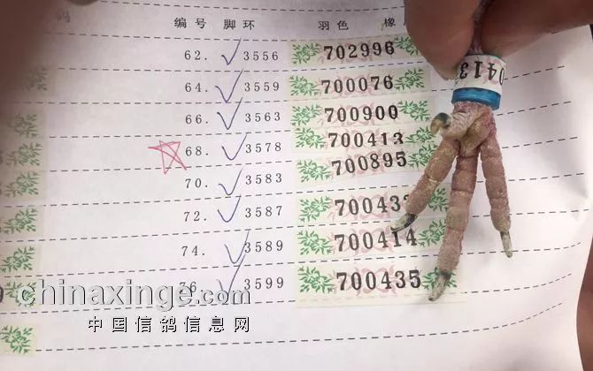 天津南翔信鴿比賽成績揭秘，賽場精英展現(xiàn)風(fēng)采！